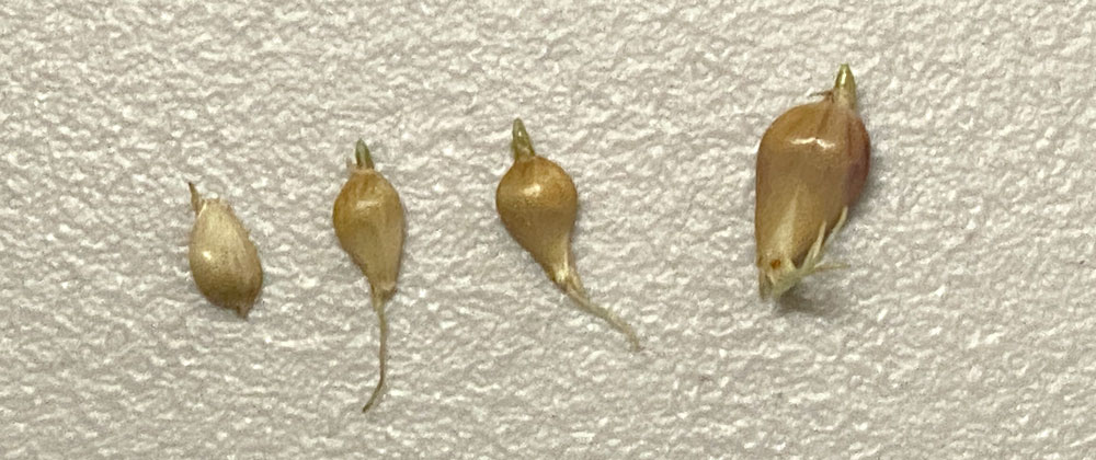 garlic seeds