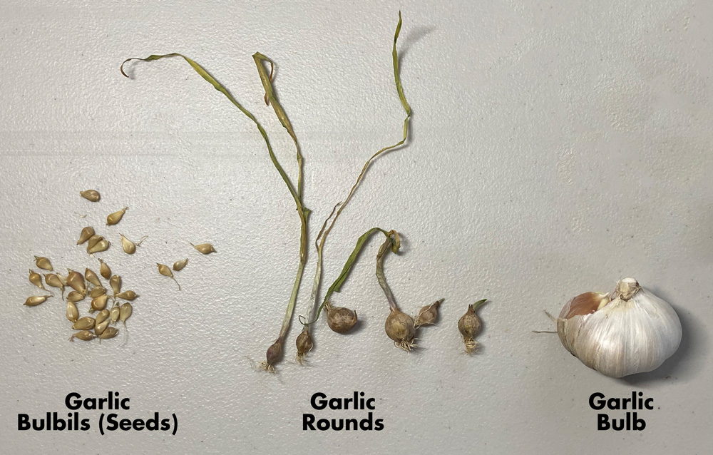 planting garlic and growth