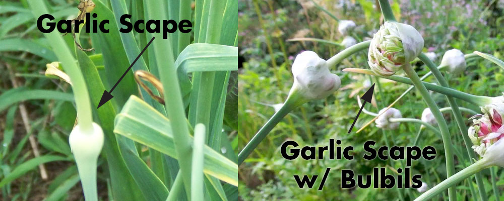 Growing From Garlic Bulbils - Garlic Seed 3 Garlic scape with bulbils