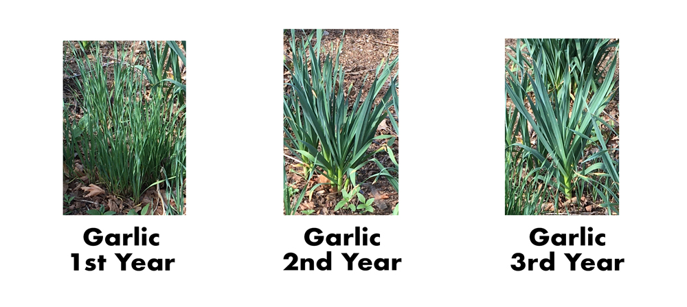 Growing From Garlic Bulbils - Garlic Seed 2 How to grow garlic from seed.
