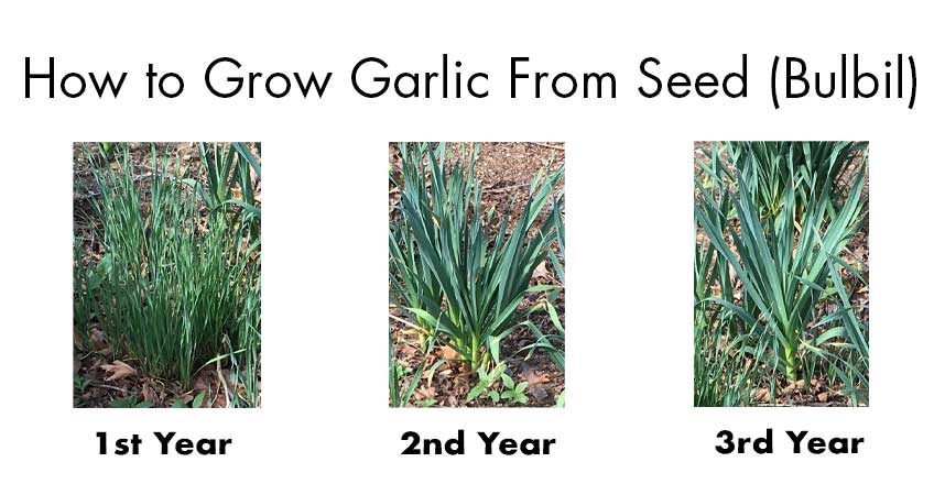 how to grow garlic