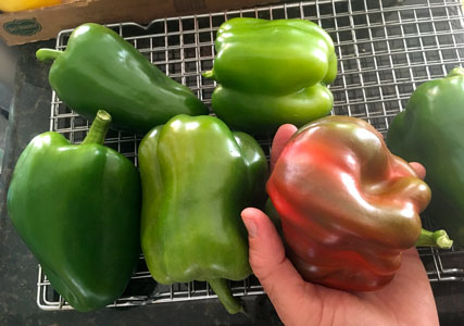 bell pepper harvest