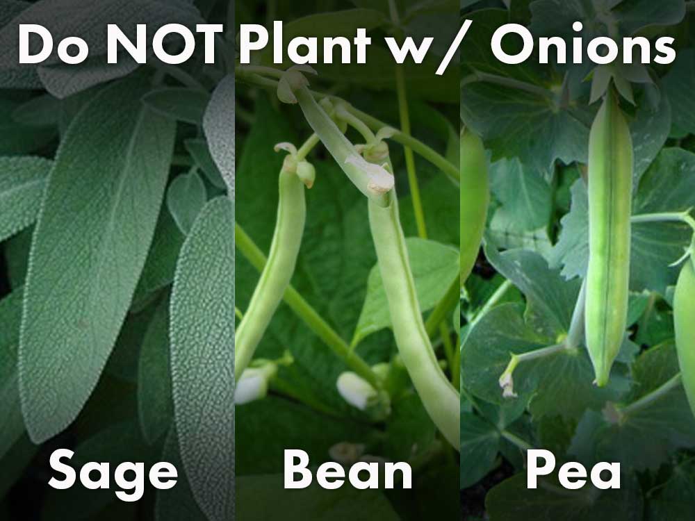 Avoid Planting w/ Onions