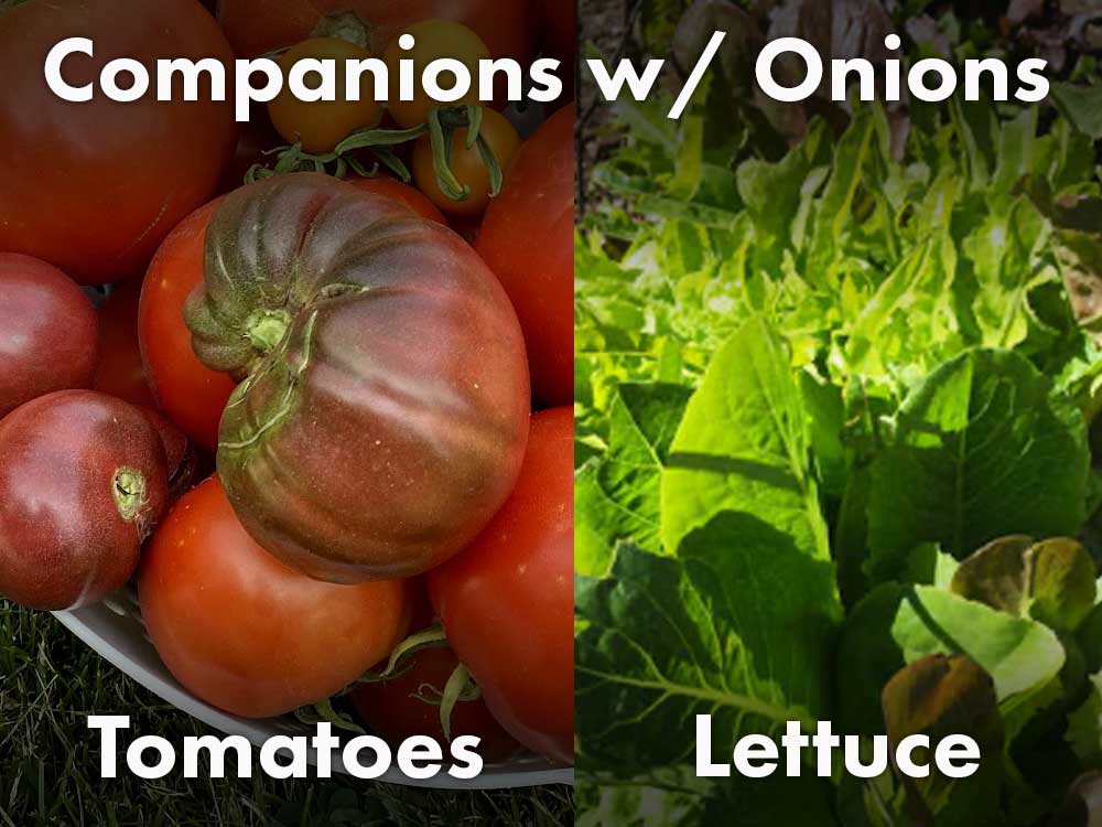 Companion Plants Onions