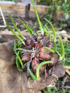 walking egyptian onions group