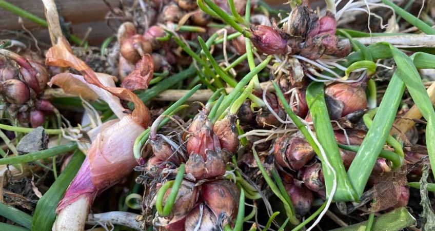growing walking egyptian onions