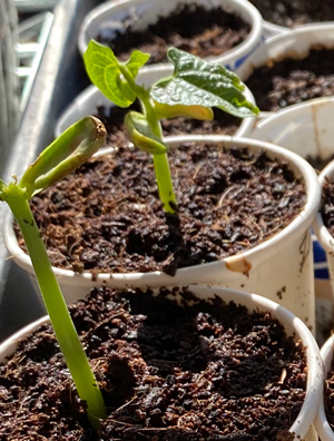 7 Days to Hardening Off Your Plants 14 hardening off beans