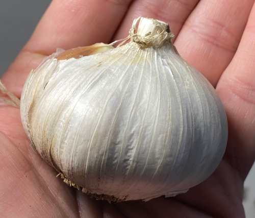 garlic bulb