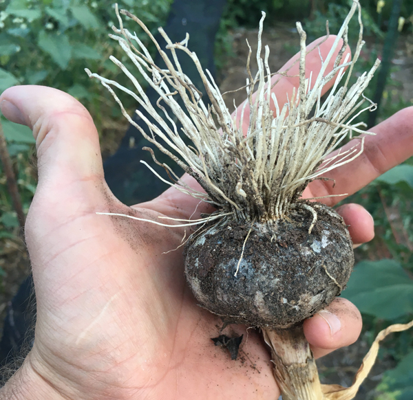 Large Garlic Bulb