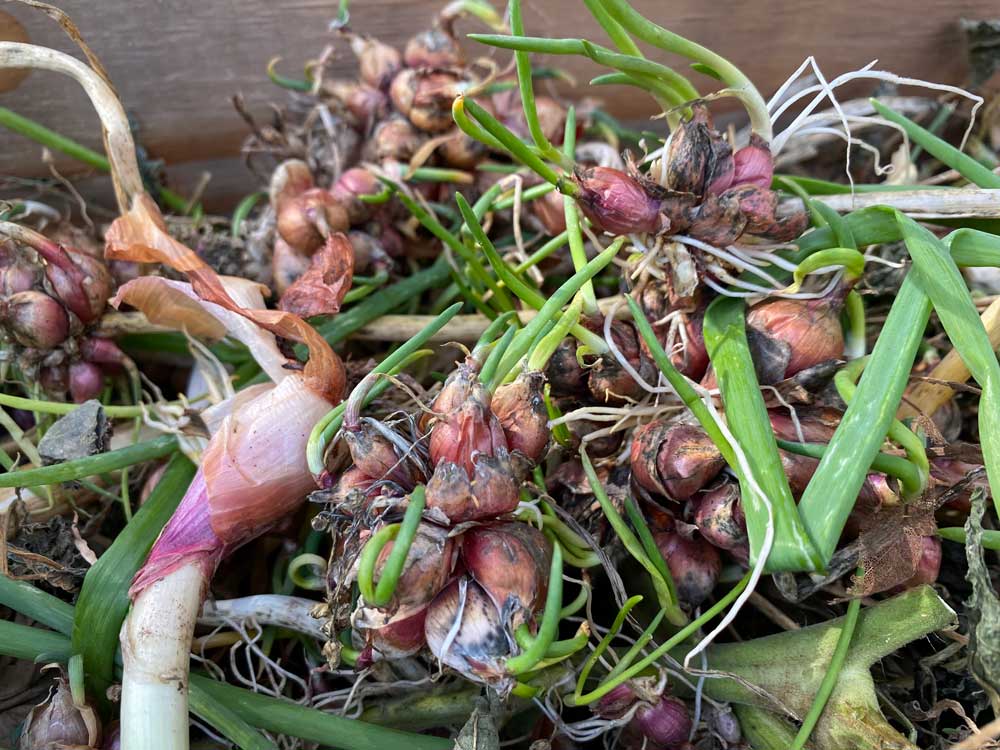 Egyptian Walking Onion Bulbils (10), Perennial Green Onions